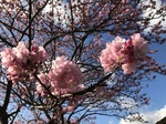 南伊豆の桜1.jpg