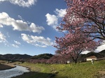 南伊豆の桜2.jpg