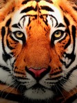TIGER.jpg